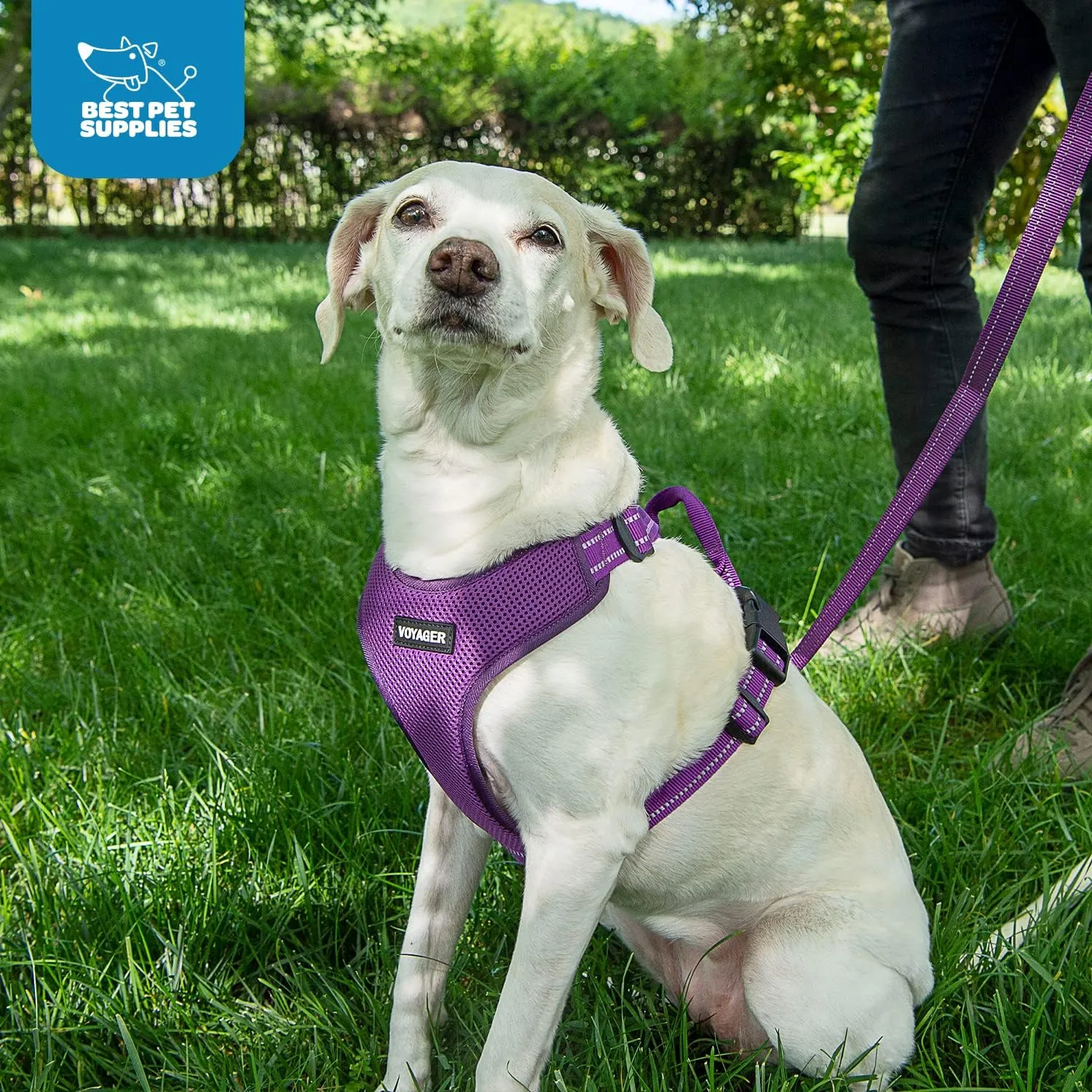 Air Frontier Mesh Dog Harness with and Reflective Dog Leash Set, Reflective Stitching, and Lightweight Breathable No-Pull Design, Adjustable Neck and Chest Straps for Small to Large Breeds - PPW, S