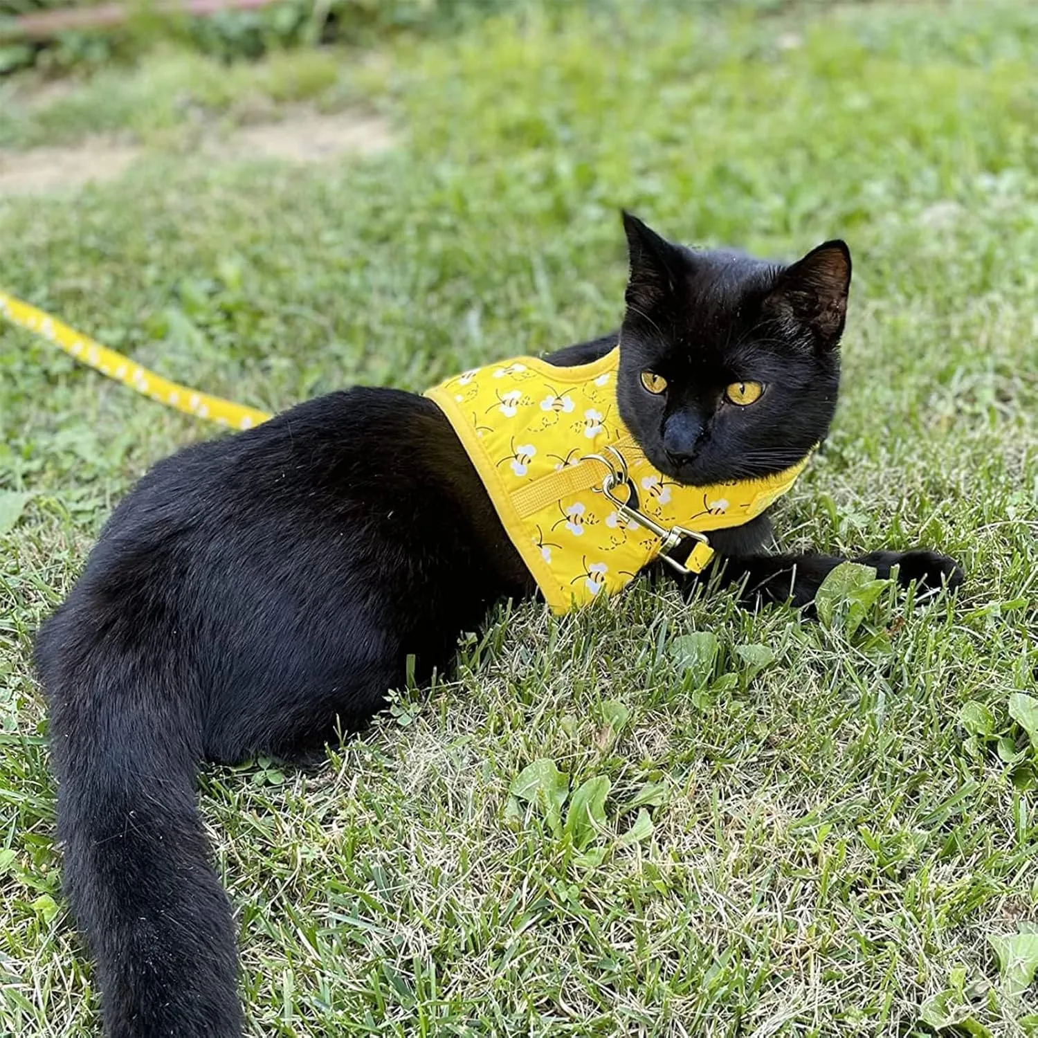 BINGPET Cat Harness with Leash and Collar for Walking - Escape Proof with 59 Inches Leash - Adjustable Soft Vest Harnesses for Medium Large Cats Bee