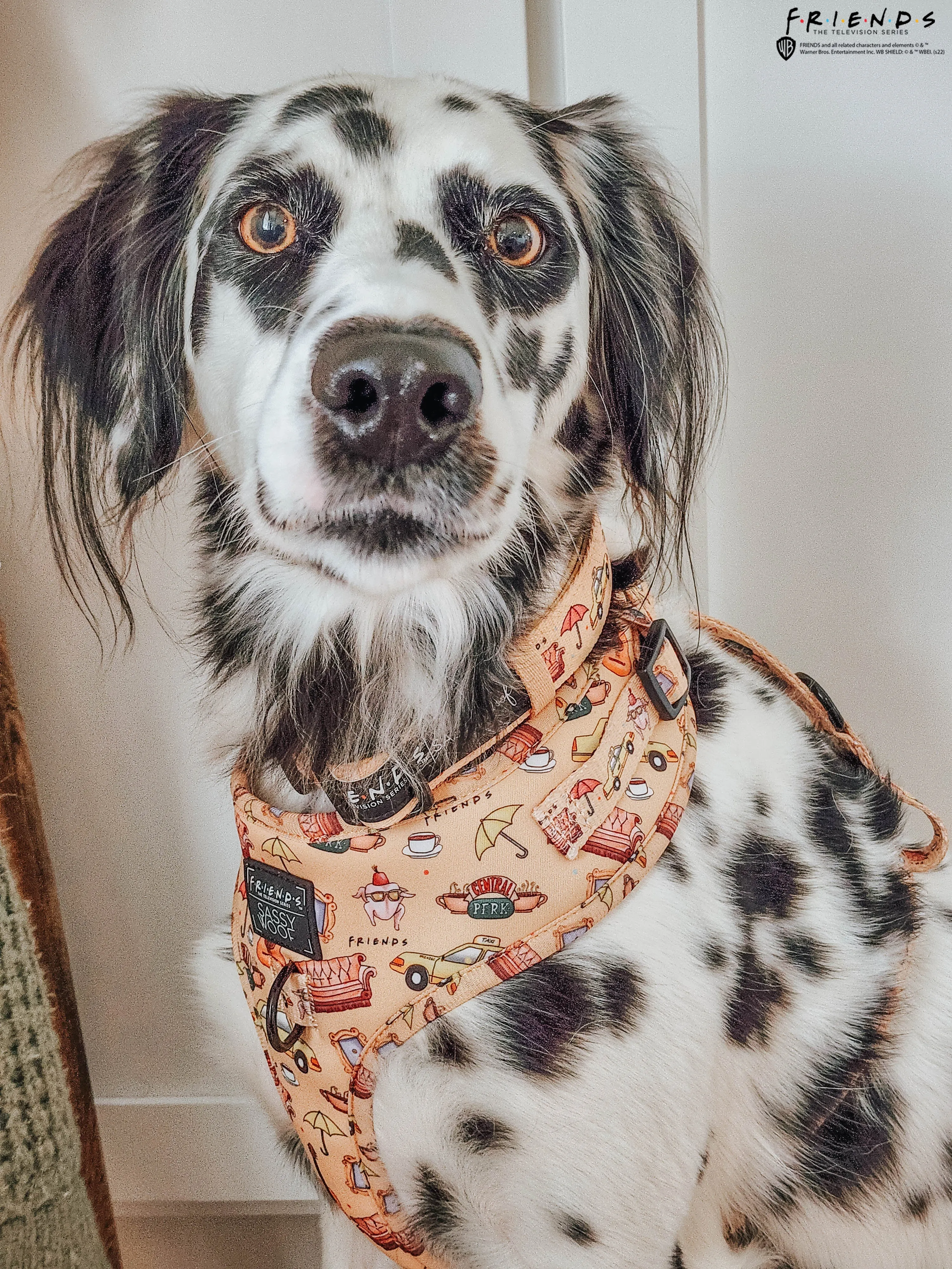 Dog Collar - Friends™ (Yellow)