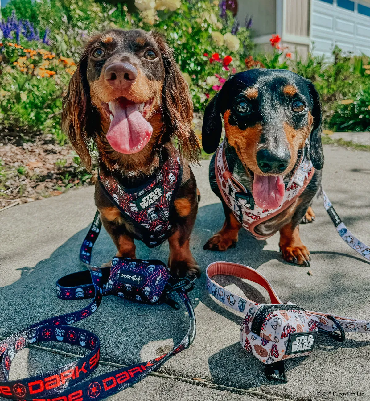 Dog Collar - STAR WARS™ The Dark Side