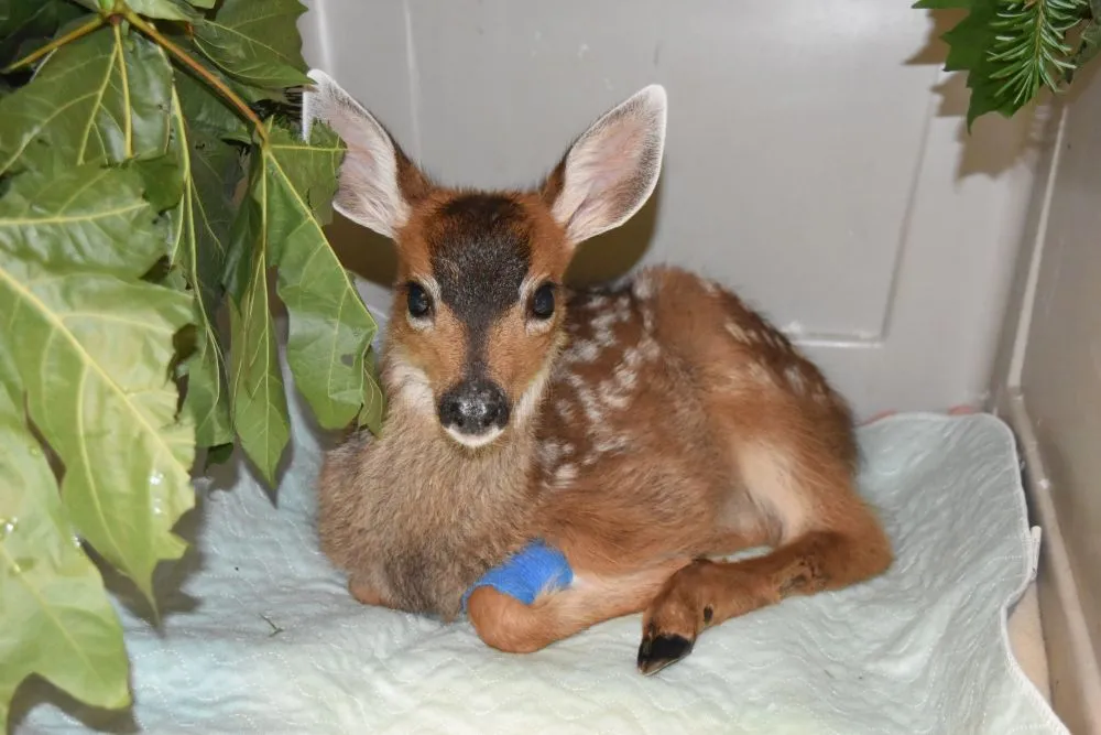 Fracture care for a deer fawn