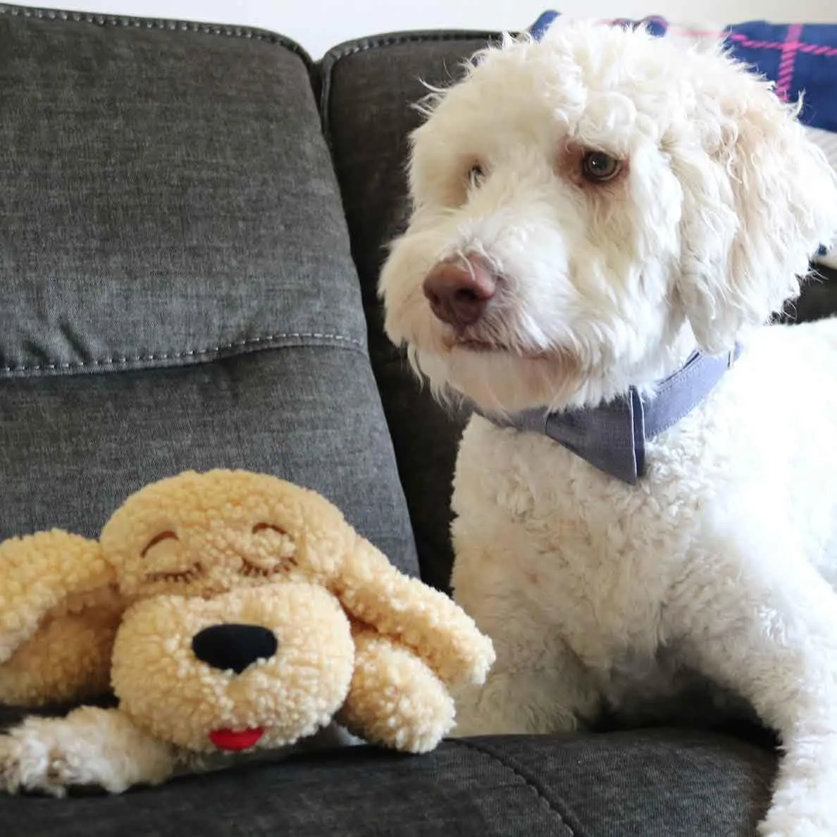 Special Edition Snuggle Puppy Toys - Heartbeat Puppy for Dogs - Pet Anxiety Relief and Calming Aid - Comfort Dog Toys for Behavioral Training in Doodle